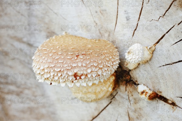 Poplar Schüppling (Hemipholiota populnea, Pholiota destruens), North Rhine-Westphalia, Germany