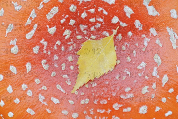 Fly agaric (Amanita muscaria), cap with flaky scales and birch leaf (Betula spec.), North Rhine-Westphalia, Germany
