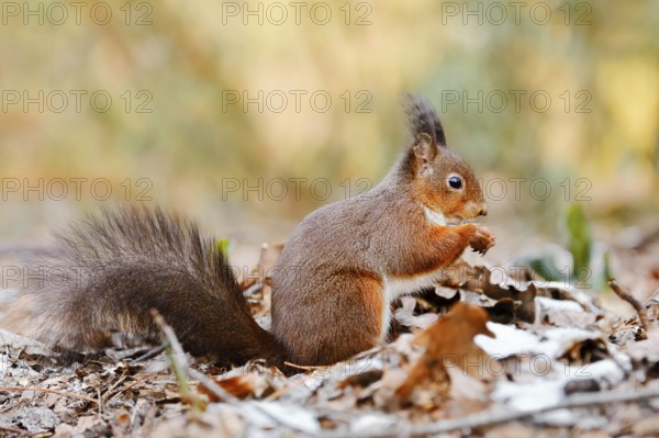 Eurasian squirrel (Sciurus vulgaris) sitting feeding on a pile of leaves with hoarfrost, North Rhine-Westphalia, Germany