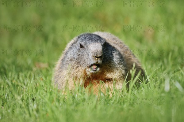 Alpine marmot (Marmota marmota), eating grass, Berchtesgaden National Park, Bavaria, Germany