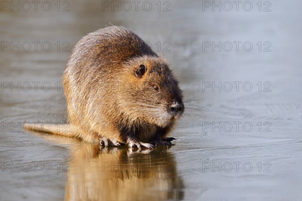 Nutria or swamp beaver (Myocastor coypus) on the ice surface of a lake in winter, neozoa in Germany, North Rhine-Westphalia, Germany