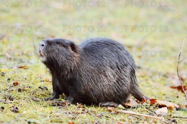 Nutria or swamp beaver (Myocastor coypus) on the shore, North Rhine-Westphalia, Germany, Neozoon in Europe