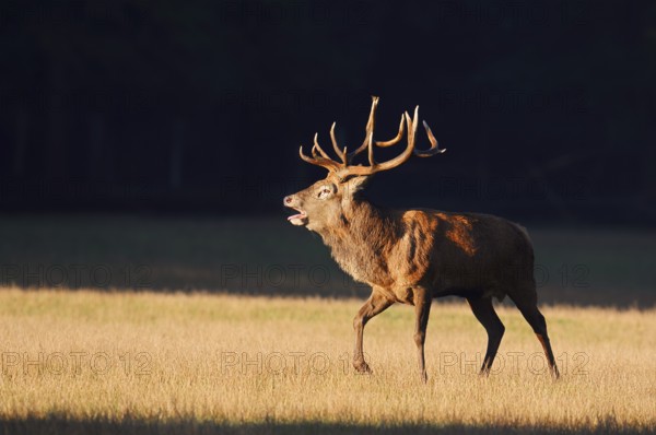 Red deer (Cervus elaphus), roaring in the rutting season, Arnsberg Forest, North Rhine-Westphalia, Germany