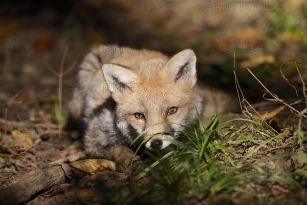 Red fox (Vulpes vulpes), young animal, North Rhine-Westphalia, Germany