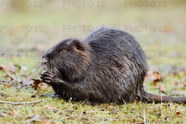 Nutria or swamp beaver (Myocastor coypus) sits feeding on the bank, North Rhine-Westphalia, Germany, Neozoon in Europe