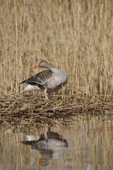 Greylag goose (Anser anser) building a nest in the reeds, North Rhine-Westphalia, Germany