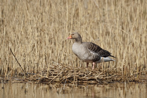 Greylag goose (Anser anser) on the nest in the reeds, North Rhine-Westphalia, Germany