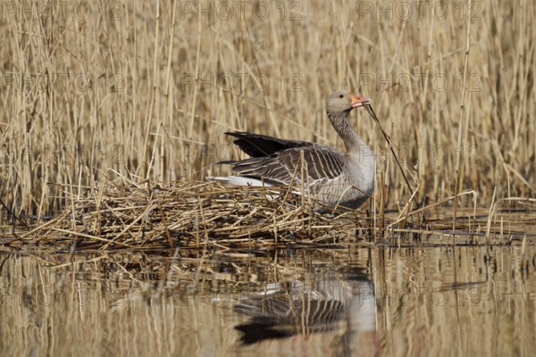 Greylag goose (Anser anser) building a nest in the reeds, North Rhine-Westphalia, Germany