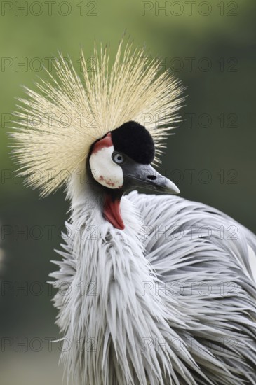 South African Crowned Crane or Grey-necked Crowned Crane (Balearica regulorum), portrait, captive, occurrence in Africa