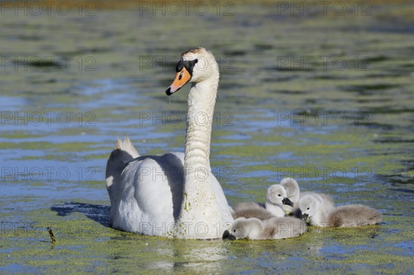 Mute swan (Cygnus olor) with chicks on a lake, North Rhine-Westphalia, Germany