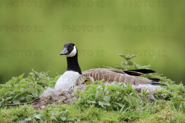Canada goose (Branta canadensis) sitting brooding with chicks on the nest, North Rhine-Westphalia, Germany