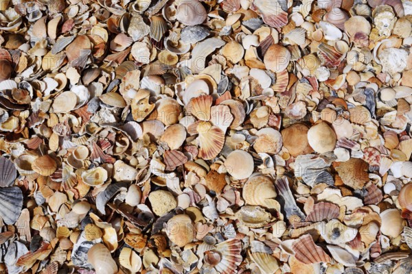 Different mussel shells on the beach, Algarve, Portugal