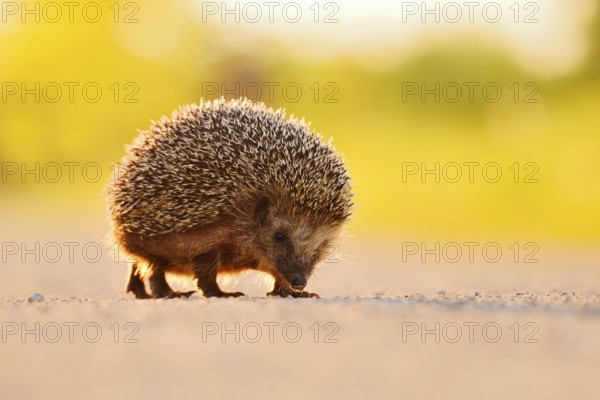 Brown-breasted hedgehog or Western European hedgehog (Erinaceus europaeus), North Rhine-Westphalia, Germany