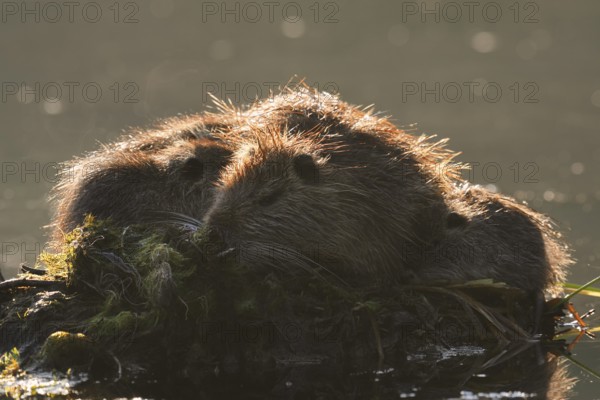 Nutria or swamp beaver (Myocastor coypus), female with young, North Rhine-Westphalia, Germany, Neozoon in Europe