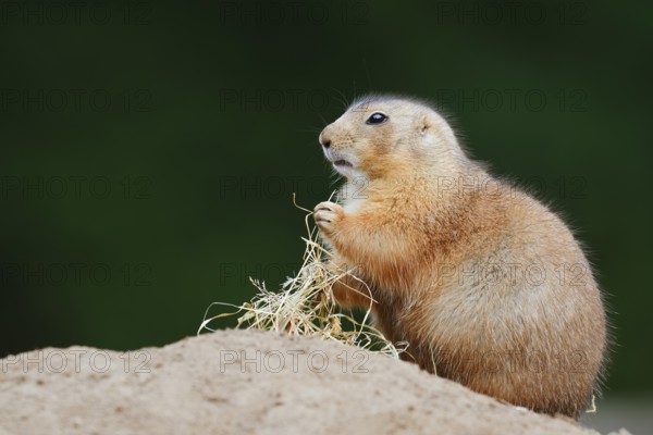 Black-tailed prairie dog (Cynomys ludovicianus) with dry grass at the burrow, North America