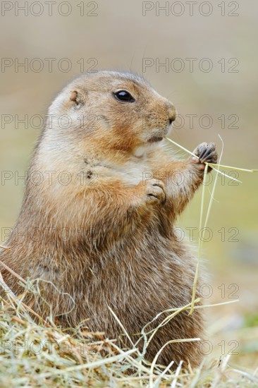 Black-tailed prairie dog (Cynomys ludovicianus) eats blades of grass, North America