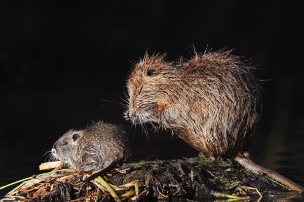 Nutria or swamp beaver (Myocastor coypus), female grooming with young, North Rhine-Westphalia, Germany, Neozoon in Europe