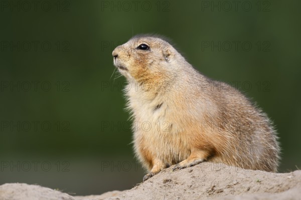 Black-tailed prairie dog (Cynomys ludovicianus) at the den, North America