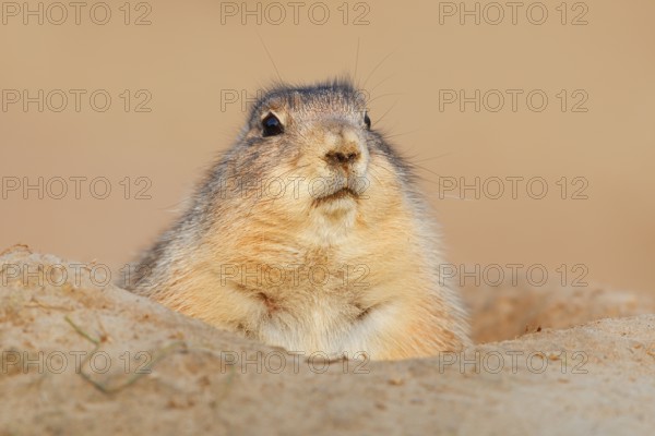 Black-tailed prairie dog (Cynomys ludovicianus) looking out of its den, North America