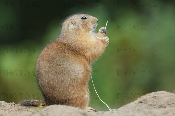 Black-tailed prairie dog (Cynomys ludovicianus) eating a blade of grass, North America