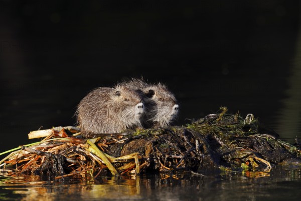 Nutria or swamp beaver (Myocastor coypus), young animals, North Rhine-Westphalia, Germany, neozoon in Europe