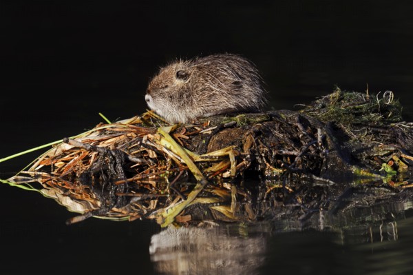 Nutria or swamp beaver (Myocastor coypus), juvenile, North Rhine-Westphalia, Germany, neozoon in Europe