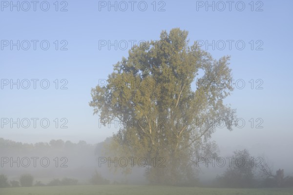 Bastard black poplar or Canada poplar (Populus ×canadensis, Populus ×euramericana) in the morning mist, North Rhine-Westphalia, Germany