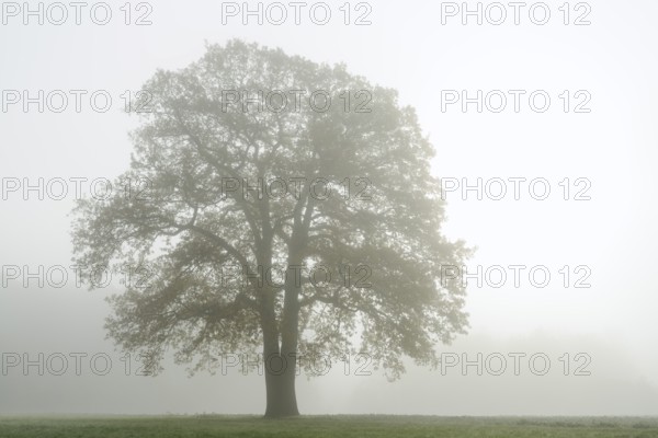 English oak (Quercus robur, Quercus pedunculata) in a field in the morning mist, North Rhine-Westphalia, Germany