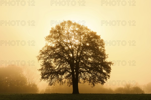 English oak (Quercus robur, Quercus pedunculata) in the morning mist at sunrise, North Rhine-Westphalia, Germany