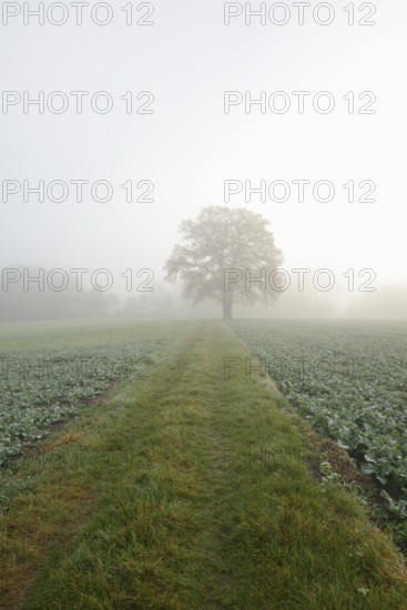 English oak (Quercus robur, Quercus pedunculata) on a field path in the morning mist, North Rhine-Westphalia, Germany