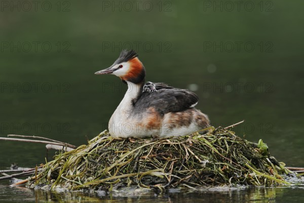 Great Crested Grebe (Podiceps scalloped ribbonfish) with chicks on the nest, North Rhine-Westphalia, Germany