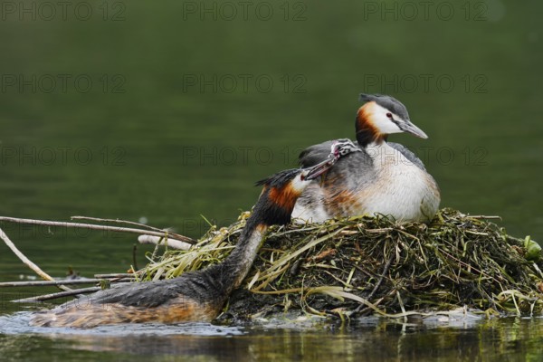 Great Crested Grebe (Podiceps Scalloped ribbonfish) feeding chicks on the nest, North Rhine-Westphalia, Germany