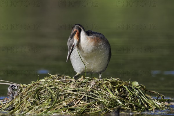 Great Crested Grebe (Podiceps cristatus) on the nest, North Rhine-Westphalia, Germany