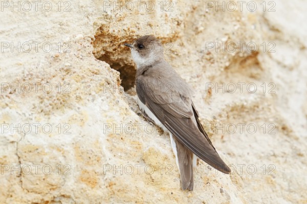 Sand martin (Riparia riparia) at the breeding tube, Schleswig-Holstein, Germany