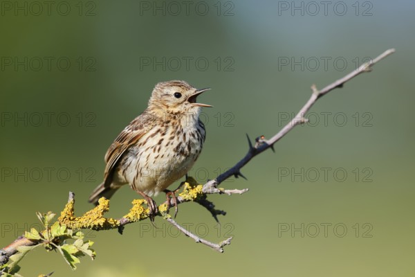 Meadow pipit (Anthus pratensis) sits singing on a branch, Schleswig-Holstein, Germany