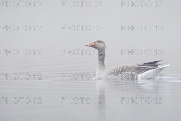 Greylag goose (Anser anser) swimming in the morning mist on a lake, North Rhine-Westphalia, Germany