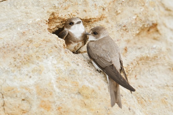 Sand martin (Riparia riparia), pair at the breeding tube, Schleswig-Holstein, Germany