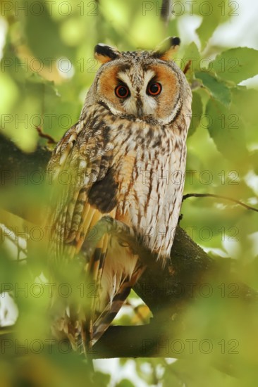 Long-eared owl (Asio otus) sitting in a tree, North Rhine-Westphalia, Germany