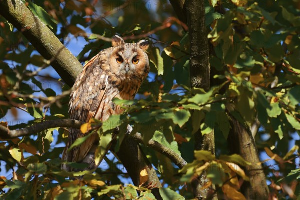 Long-eared owl (Asio otus) sitting in a tree, North Rhine-Westphalia, Germany