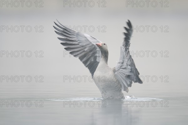 Greylag goose (Anser anser), wings flapping in the morning mist, North Rhine-Westphalia, Germany