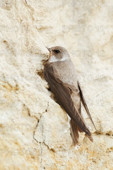Sand martin (Riparia riparia) sitting on the breeding wall, Schleswig-Holstein, Germany