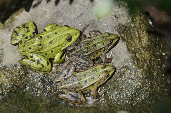 Pond frogs (Pelophylax esculentus, Rana esculenta) sitting on a stone, North Rhine-Westphalia, Germany