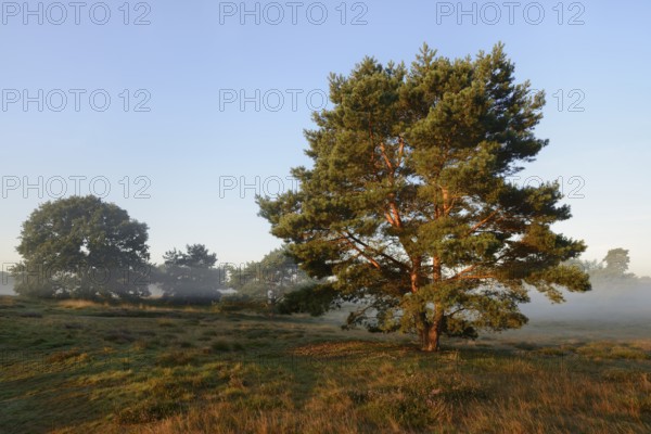 Scots pine or Scots pine (Pinus sylvestris) in heathland, Westruper Heide, North Rhine-Westphalia, Germany