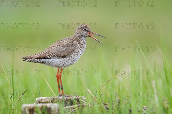 Redshank (Tringa totanus) calling, Schleswig-Holstein, Germany