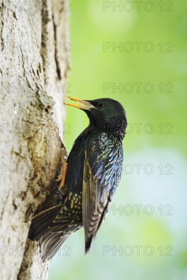 Starling (Sturnus vulgaris) at the breeding den, North Rhine-Westphalia, Germany
