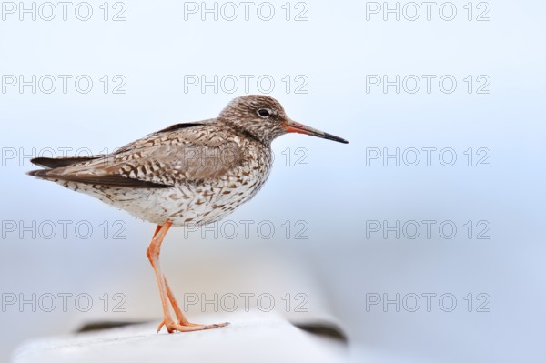 Redshank (Tringa totanus), Schleswig-Holstein, Germany
