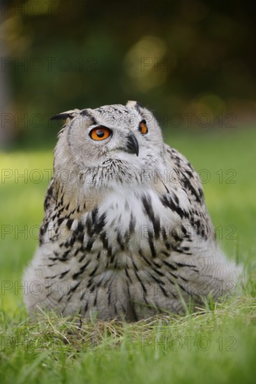 Turkmen Eagle Owl or Turkmen Eagle Owl (Bubo bubo omissus) sitting in a meadow, captive, occurrence in Asia