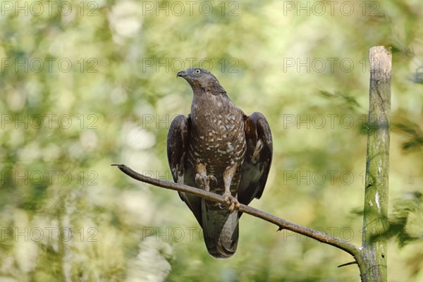 Honey buzzard (Pernis apivorus) sitting on a branch, Bavaria, Germany