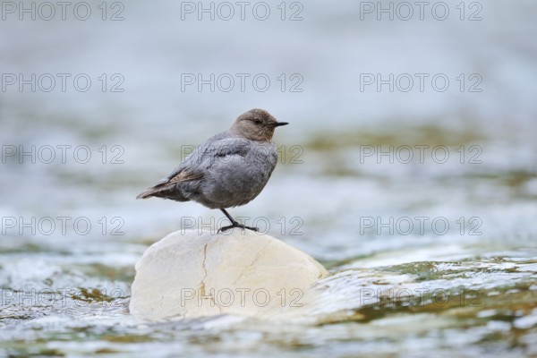 Grey White-throated White-throated Dipper (Cinclus mexicanus), Waterton Lakes National Park, Alberta, Canada