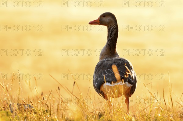 Greylag goose (Anser anser) standing against the light in a meadow at sunrise, North Rhine-Westphalia, Germany